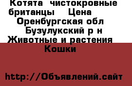 Котята- чистокровные британцы. › Цена ­ 700 - Оренбургская обл., Бузулукский р-н Животные и растения » Кошки   